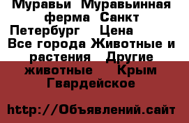 Муравьи, Муравьинная ферма. Санкт-Петербург. › Цена ­ 550 - Все города Животные и растения » Другие животные   . Крым,Гвардейское